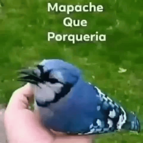 Voice AI Voice