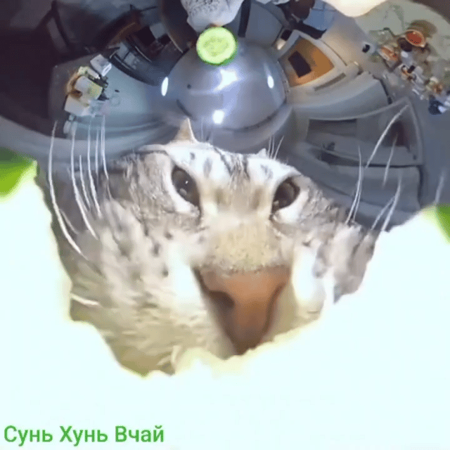 Voice AI Voice