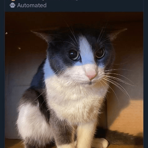 Voice AI Voice