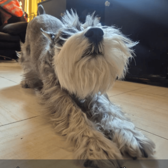 Voice AI Voice