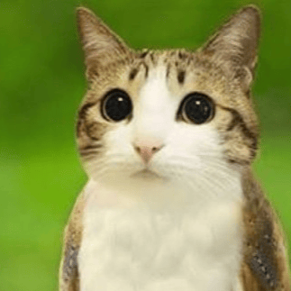 Voice AI Voice
