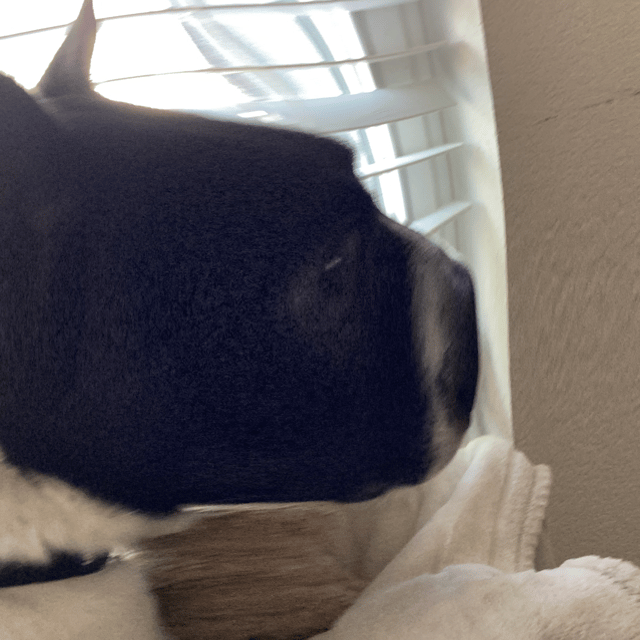 Voice AI Voice