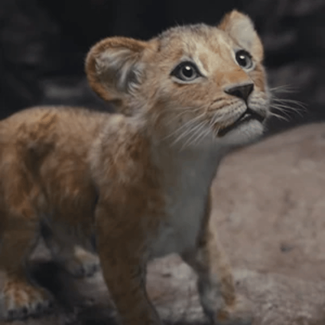 Kiara {Mufasa: The Lion King} AI Voice