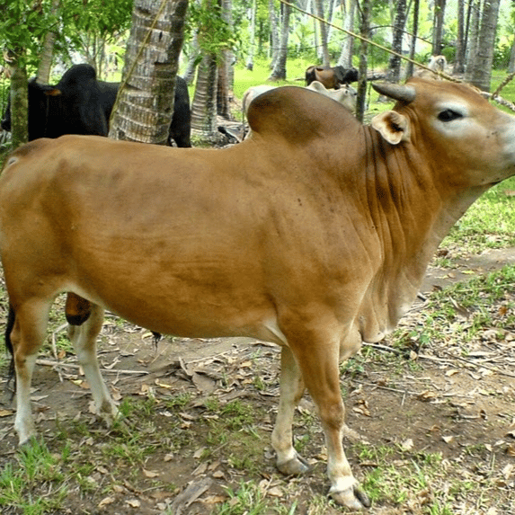 AI SAPI COVER AI Voice