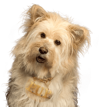 AI P.U.P (pup Star) AI Voice