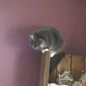 Some guy yells at cats Image