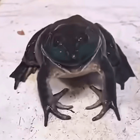 Frog AI Voice