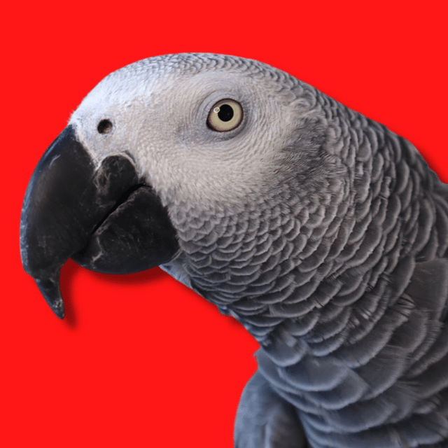Gizmo (gizmo the gray bird). (parrot.) AI Voice
