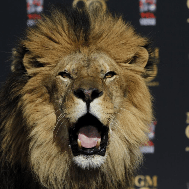 Literally, the MGM Lion roar AI Voice
