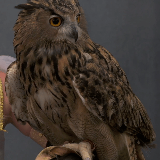 Bernard the Sassy Owl (Fairly Odder) Image