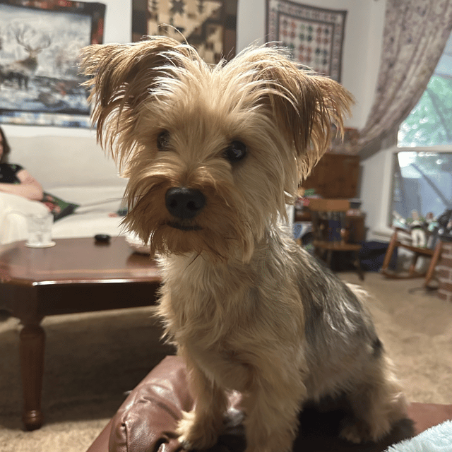 Bonnie (Gramgram’s dog) AI Voice