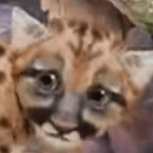 Mountain Lion (Wonder Pets in the city) AI Voice