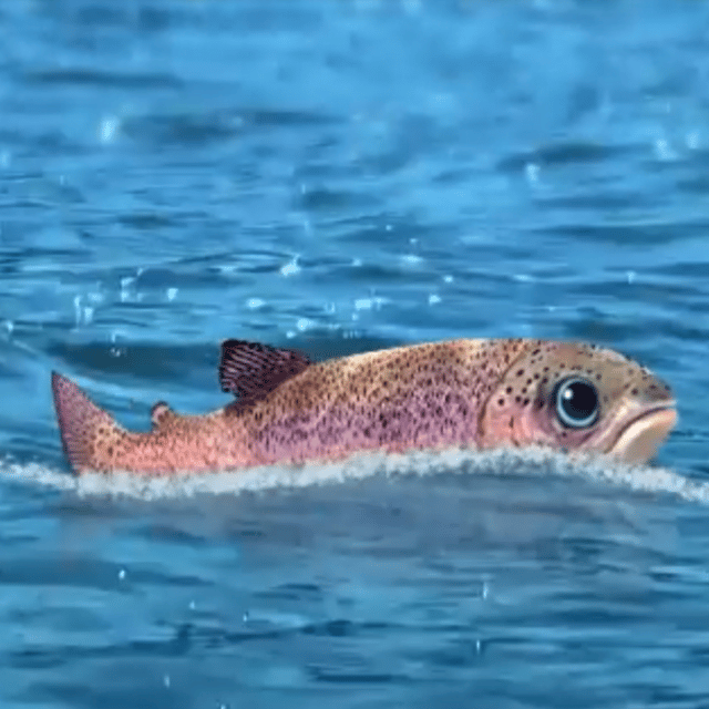 Little Salmon (Wonder Pets: In The City) AI Voice