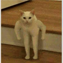 Happy cat Image