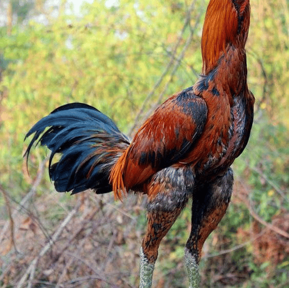 Ayam jago AI Voice