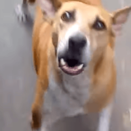 basenji dog breed AI Voice