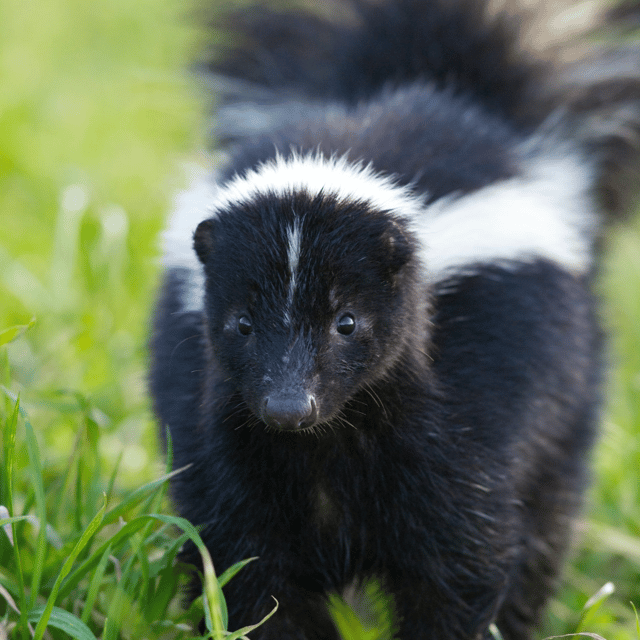 Skunk AI Voice