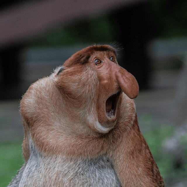 Proboscis AI Voice