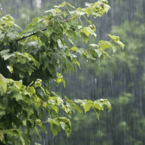 Rain 🌧️ Image
