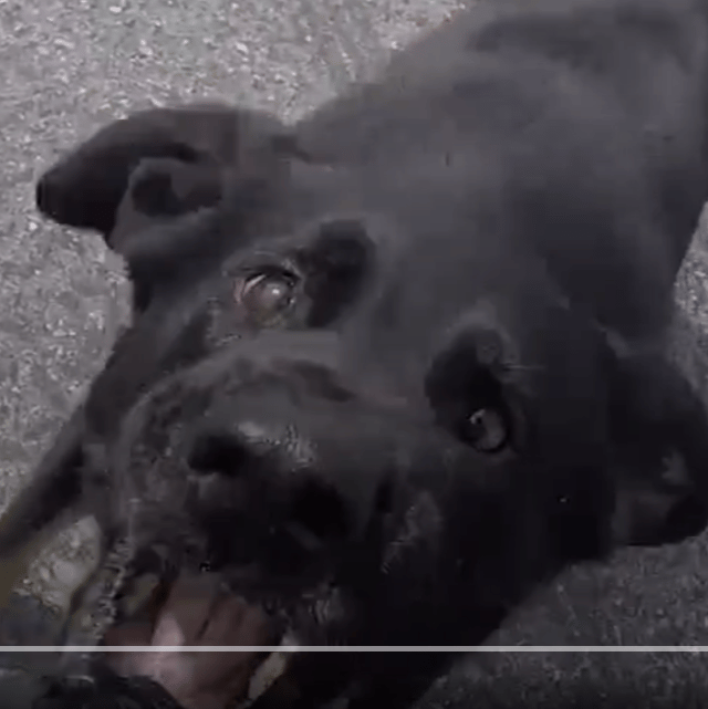 Cierny Sery Dog AI Voice