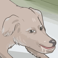 Jersh Image