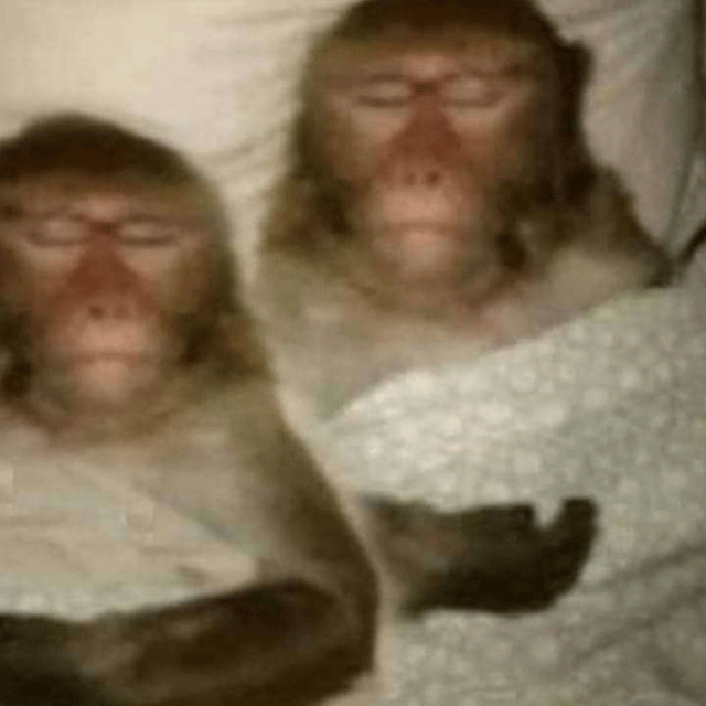 Wiss tkt dis rien Image