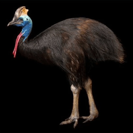 Cassowary  AI Voice