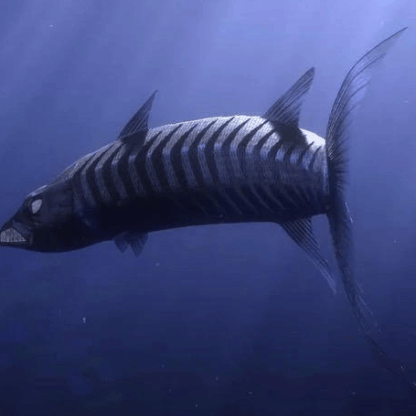 Barrcuda (Finding Nemo) AI Voice